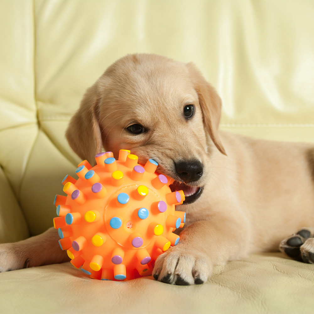 A fotografia de acessórios para pets é uma especialização que exige uma combinação de técnicas fotográficas e um entendimento profundo do comportamento dos animais e do design dos produtos. Capturar a essência e a funcionalidade desses acessórios pode ajudar a comunicar seu valor e apelo tanto para os donos de pets quanto para os profissionais da indústria. Seja para e-commerce, marketing ou redes sociais, criar imagens envolventes é crucial para atrair a atenção e gerar interesse.